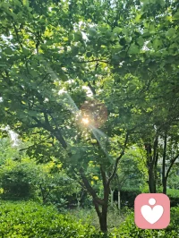 光穿枝叶，照见本心；以宇凡为灯，在给力予您温暖与力量✨配图