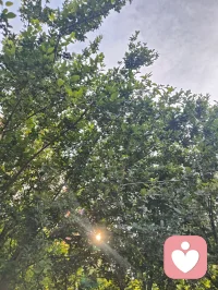 光穿枝叶，照见本心；以宇凡为灯，在给力予您温暖与力量✨配图