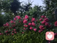 夜色的温柔抚慰人心悲欢，热爱可抵岁月漫长！配图