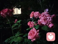 夜色的温柔抚慰人心悲欢，热爱可抵岁月漫长！配图