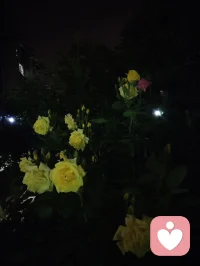 夜色的温柔抚慰人心悲欢，热爱可抵岁月漫长！配图