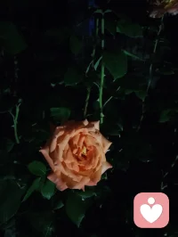真正的强大是内核稳如深海，心定则万事皆安。配图