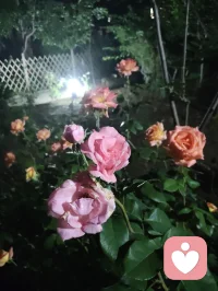 真正的强大是内核稳如深海，心定则万事皆安。配图