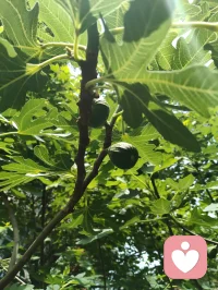 健康道之歌《正本归元》
 
心悠悠转照前尘，梅心印宇揽天垠
忘机论道参元运，河洛玄机藏本真
四柱五行定尘缘，三命通会溯灵根
一理通明融万法，玄机尽在方寸身
 本元天赋自天赐，何须凡尘苦外寻
红尘迷障缠心魄，一念澄明破雾云
顺气安神养灵府，清心涤浊净俗尘
神凝体畅归元窍，静纳春风焕本真
 不恋浮华虚浮境，不执泡影扰心神
修身守性归澄澈，心无挂碍释前因
除却尘烦千般锁，放下执念渡迷津
万法终归空寂境，自在安然守本纯
 身承铁血戎马韵，心藏山河赤子魂
历经世事千重劫，洗尽沧桑养元身
自愈灵台平心绪，涵养元气定乾坤
身心同归清净界，大道安然福寿匀配图