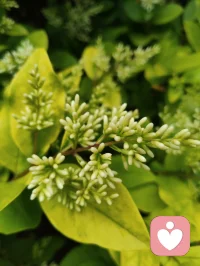 健康道之歌《正本归元》
 
心悠悠转照前尘，梅心印宇揽天垠
忘机论道参元运，河洛玄机藏本真
四柱五行定尘缘，三命通会溯灵根
一理通明融万法，玄机尽在方寸身
 本元天赋自天赐，何须凡尘苦外寻
红尘迷障缠心魄，一念澄明破雾云
顺气安神养灵府，清心涤浊净俗尘
神凝体畅归元窍，静纳春风焕本真
 不恋浮华虚浮境，不执泡影扰心神
修身守性归澄澈，心无挂碍释前因
除却尘烦千般锁，放下执念渡迷津
万法终归空寂境，自在安然守本纯
 身承铁血戎马韵，心藏山河赤子魂
历经世事千重劫，洗尽沧桑养元身
自愈灵台平心绪，涵养元气定乾坤
身心同归清净界，大道安然福寿匀配图