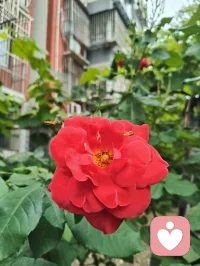 健康道之歌《正本归元》
 
心悠悠转照前尘，梅心印宇揽天垠
忘机论道参元运，河洛玄机藏本真
四柱五行定尘缘，三命通会溯灵根
一理通明融万法，玄机尽在方寸身
 本元天赋自天赐，何须凡尘苦外寻
红尘迷障缠心魄，一念澄明破雾云
顺气安神养灵府，清心涤浊净俗尘
神凝体畅归元窍，静纳春风焕本真
 不恋浮华虚浮境，不执泡影扰心神
修身守性归澄澈，心无挂碍释前因
除却尘烦千般锁，放下执念渡迷津
万法终归空寂境，自在安然守本纯
 身承铁血戎马韵，心藏山河赤子魂
历经世事千重劫，洗尽沧桑养元身
自愈灵台平心绪，涵养元气定乾坤
身心同归清净界，大道安然福寿匀配图