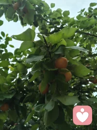 健康道之歌《正本归元》
 
心悠悠转照前尘，梅心印宇揽天垠
忘机论道参元运，河洛玄机藏本真
四柱五行定尘缘，三命通会溯灵根
一理通明融万法，玄机尽在方寸身
 本元天赋自天赐，何须凡尘苦外寻
红尘迷障缠心魄，一念澄明破雾云
顺气安神养灵府，清心涤浊净俗尘
神凝体畅归元窍，静纳春风焕本真
 不恋浮华虚浮境，不执泡影扰心神
修身守性归澄澈，心无挂碍释前因
除却尘烦千般锁，放下执念渡迷津
万法终归空寂境，自在安然守本纯
 身承铁血戎马韵，心藏山河赤子魂
历经世事千重劫，洗尽沧桑养元身
自愈灵台平心绪，涵养元气定乾坤
身心同归清净界，大道安然福寿匀配图