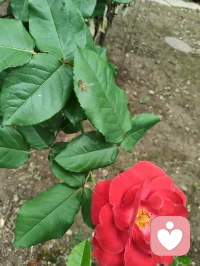 健康道之歌《正本归元》
 
心悠悠转照前尘，梅心印宇揽天垠
忘机论道参元运，河洛玄机藏本真
四柱五行定尘缘，三命通会溯灵根
一理通明融万法，玄机尽在方寸身
 本元天赋自天赐，何须凡尘苦外寻
红尘迷障缠心魄，一念澄明破雾云
顺气安神养灵府，清心涤浊净俗尘
神凝体畅归元窍，静纳春风焕本真
 不恋浮华虚浮境，不执泡影扰心神
修身守性归澄澈，心无挂碍释前因
除却尘烦千般锁，放下执念渡迷津
万法终归空寂境，自在安然守本纯
 身承铁血戎马韵，心藏山河赤子魂
历经世事千重劫，洗尽沧桑养元身
自愈灵台平心绪，涵养元气定乾坤
身心同归清净界，大道安然福寿匀配图