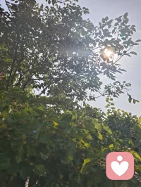 晨光是自然最温柔的疗愈。阳光穿叶，花木凝露，石榴花与蔷薇次第舒展。草木含灵，向阳而生，心亦随光而行，万物皆是成长的力量。配图