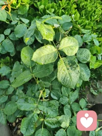 晨光是自然最温柔的疗愈。阳光穿叶，花木凝露，石榴花与蔷薇次第舒展。草木含灵，向阳而生，心亦随光而行，万物皆是成长的力量。配图