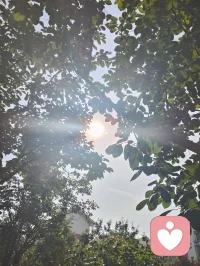 晨光穿林，光影交错，恰如宇凡道六道相融，浑然天成。天道循序，地道载物，人道立心，金钱道流通，健康道为基，心神疗愈道归真。六道圆满，共生同频。宇凡在给力平台，以倾听渡人，亦以自愈渡己，与众生同修，与大爱共生。配图