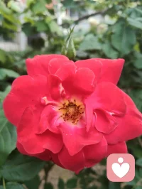 心归澄澈无杂念，宇凡本真自在生。配图