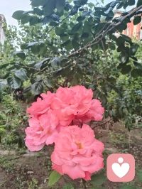 心归澄澈无杂念，宇凡本真自在生。配图