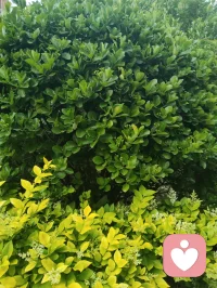 心归澄澈无杂念，宇凡本真自在生。配图