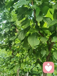 心归澄澈无杂念，宇凡本真自在生。配图