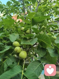 晨雨抒怀·寄少年觉醒
 
晨雨敲窗，风声雨声，入耳皆是家国回响。读书声与风雨声相和，最能唤醒少年心中滚烫的赤子情怀。
 少年强则国强，少年智则国智。我们不必困于眼前的迷茫，不必沉溺于一时的悲愁。那些经历过的伤痛、迷茫与挣扎，终会化作你前行的铠甲与力量。胸中有丘壑，眼里存山河，以笔为剑，以志为帆，以满腔热忱奔赴理想，以一身才学报效家国。
 风声雨声读书声，声声入耳；家事国事天下事，事事关心。愿每一位少年，都能挣脱桎梏，觉醒心智，把个人的微光汇入时代的星河，为中华之崛起而读书，为民族之复兴而奋斗，终成国之栋梁，不负韶华，不负山河！
 
          觉醒少年·七言寄语
晨雨敲窗催少年，风声入耳壮心弦。
莫因困厄迷前路，且把丹心向九天。
胸有丘壑承国志，笔挥星斗绘新篇。
少年自有凌云骨，不负中华复兴年。配图