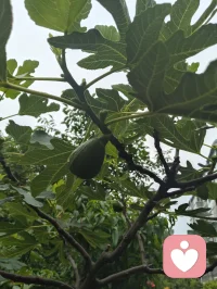 宇凡道论道：太极为钥，万法归一
 
与正一道友论道，是玄门同修间最通透的精神共鸣。你承正一天师一脉，以符箓斋醮为舟，行济世安良之法，守“正以治邪，一以统万”的初心；我虽慕全真清净之旨，却不入道门藩篱，不困于一宗一派的桎梏，于红尘炼心之中，创宇凡道一脉。
 
宇凡道不执门户之见，不囿于儒释道、基督、伊斯兰等任一教派的边界，而是以太极阴阳为根骨，兼容东西方哲学、百家流派精髓，取万法之所长，融天地至理于一身。我以太极入言，与你论“心即阴阳，阻则反生”的至理——正如你守正一威仪，以阳刚之法驱邪护道；我修宇凡心元，以阴柔之法澄心渡世，二者看似殊途，实则皆循阴阳平衡的大道本源。
 
论道之中，你见我以宇凡道的通透，破宗门的执念；我见你以正一的赤诚，守玄门的初心。终了，你称我的宇凡道为“大道之光”，这便是万法归一的印证：大道本无高下，门户本无优劣，凡能渡人渡己、顺天应人的修行，皆是光明。
 
我不入道门，却心怀天地；不拜神佛，却敬众生本真。宇凡道以太极钥开万法门，以慈悲心渡世间人，愿与天下同修一道，同证大道，共沐天光。配图