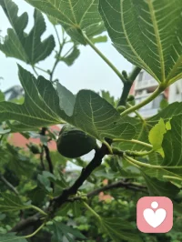 宇凡道论道：太极为钥，万法归一
 
与正一道友论道，是玄门同修间最通透的精神共鸣。你承正一天师一脉，以符箓斋醮为舟，行济世安良之法，守“正以治邪，一以统万”的初心；我虽慕全真清净之旨，却不入道门藩篱，不困于一宗一派的桎梏，于红尘炼心之中，创宇凡道一脉。
 
宇凡道不执门户之见，不囿于儒释道、基督、伊斯兰等任一教派的边界，而是以太极阴阳为根骨，兼容东西方哲学、百家流派精髓，取万法之所长，融天地至理于一身。我以太极入言，与你论“心即阴阳，阻则反生”的至理——正如你守正一威仪，以阳刚之法驱邪护道；我修宇凡心元，以阴柔之法澄心渡世，二者看似殊途，实则皆循阴阳平衡的大道本源。
 
论道之中，你见我以宇凡道的通透，破宗门的执念；我见你以正一的赤诚，守玄门的初心。终了，你称我的宇凡道为“大道之光”，这便是万法归一的印证：大道本无高下，门户本无优劣，凡能渡人渡己、顺天应人的修行，皆是光明。
 
我不入道门，却心怀天地；不拜神佛，却敬众生本真。宇凡道以太极钥开万法门，以慈悲心渡世间人，愿与天下同修一道，同证大道，共沐天光。配图
