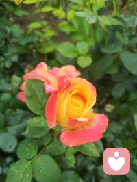 宇凡来给力心理平台两月有余，心怀感恩，承蒙每一份关注与点赞。
 曾淋过雨的人，最懂伞下的温度；曾陷过黑暗的人，最懂微光的重量。今逢荆门雨季，窗前细雨如织，恰如你们的善意，点点滴滴，汇成星河，照亮我自愈前行的路。
 清晨雨后月季含露绽放，正是「爱出者爱返，福往者福来」的模样。你们的每一次停留、每一份点赞，都是我践行宇凡道第六道·心神自愈道的底气，让我能带着这份温柔，继续为更多人撑伞渡厄。
 愿我们在给力心理同行，以善意为桥，以自愈为灯，心有清光，前路明朗。祝各位事业顺遂，笑靥如花，幸福绵长。
 
 赠粉丝·感恩双诗
 
其一·承暖
 
雨丝织就一城春，点滴善意润我身。
曾是淋风撑伞客，再将温软赠来人。
 
其二·同渡
 
雨润月季绽清芬，微光点点照心门。
给力平台同携手，不负人间不负春。配图
