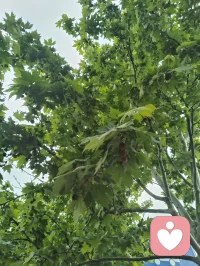 津门的晚风，裹着雨后的清润，也裹着一屋子的烟火暖意。
 餐桌上，姐夫酒意微醺，诗词歌赋信手拈来，字句里都是生活的旷达；姐姐笑着盛上热菜，鲜美的大虾带着锅气，把家常的温柔盛进碗里。三个外甥女、外甥围坐桌边，剥好的虾递到长辈嘴里，眼里满是天真的热忱。餐后大外甥女指尖轻落，悠扬的钢琴曲漫过客厅，把晚风、笑语和酒香，都揉成了一首温柔的歌。
 没有盛大的仪式，却满是人间最踏实的圆满。晚风穿过窗棂，带着晚霞的温柔，也带着这一家人的暖意，缓缓流淌在时光里。配图