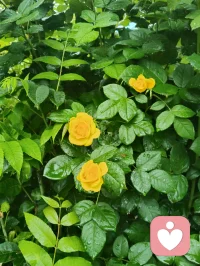 津门的晚风，裹着雨后的清润，也裹着一屋子的烟火暖意。
 餐桌上，姐夫酒意微醺，诗词歌赋信手拈来，字句里都是生活的旷达；姐姐笑着盛上热菜，鲜美的大虾带着锅气，把家常的温柔盛进碗里。三个外甥女、外甥围坐桌边，剥好的虾递到长辈嘴里，眼里满是天真的热忱。餐后大外甥女指尖轻落，悠扬的钢琴曲漫过客厅，把晚风、笑语和酒香，都揉成了一首温柔的歌。
 没有盛大的仪式，却满是人间最踏实的圆满。晚风穿过窗棂，带着晚霞的温柔，也带着这一家人的暖意，缓缓流淌在时光里。配图