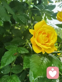常悟菩提偈语，本心本自澄澈无染。往昔与佛门同道论禅交心，感念菩提慧泽滋养心性。身在红尘俗世，恪守缘起性空之理，以耳根圆通洞悉百态，怀地藏慈悲体恤众生。融汇诸家智慧，默然修成宇凡六道之道。心离尘垢，境随心宁，于烟火人间守一份如如不动的安然。配图