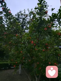 遍历戎马沧桑，博览百家医法，融汇中西心理玄学诸般智慧。身藏岁月旧伤，心历尘世委屈，于山水间悟道静心。摒弃门户成见，开创宇凡道第六道心神自愈道，以至诚亲情参悟疗愈真谛，守澄澈心性，立医道宗脉，慈悲渡己亦渡众生。配图