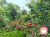 遍历戎马沧桑，博览百家医法，融汇中西心理玄学诸般智慧。身藏岁月旧伤，心历尘世委屈，于山水间悟道静心。摒弃门户成见，开创宇凡道第六道心神自愈道，以至诚亲情参悟疗愈真谛，守澄澈心性，立医道宗脉，慈悲渡己亦渡众生。配图
