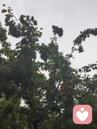 遍历戎马沧桑，博览百家医法，融汇中西心理玄学诸般智慧。身藏岁月旧伤，心历尘世委屈，于山水间悟道静心。摒弃门户成见，开创宇凡道第六道心神自愈道，以至诚亲情参悟疗愈真谛，守澄澈心性，立医道宗脉，慈悲渡己亦渡众生。配图