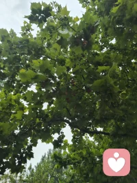 遍历戎马沧桑，博览百家医法，融汇中西心理玄学诸般智慧。身藏岁月旧伤，心历尘世委屈，于山水间悟道静心。摒弃门户成见，开创宇凡道第六道心神自愈道，以至诚亲情参悟疗愈真谛，守澄澈心性，立医道宗脉，慈悲渡己亦渡众生。配图