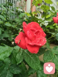 遍历戎马沧桑，博览百家医法，融汇中西心理玄学诸般智慧。身藏岁月旧伤，心历尘世委屈，于山水间悟道静心。摒弃门户成见，开创宇凡道第六道心神自愈道，以至诚亲情参悟疗愈真谛，守澄澈心性，立医道宗脉，慈悲渡己亦渡众生。配图