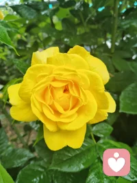 《夜渡心舟歌》
山影沉波星落河，
晚风吹散心头惑。
阶前灯火映池荷，
一念澄明破尘浊。
雨歇云开星垂野，
微光漫染旧山河。
同探心海无边界，
携手同途不寂寞。
 夜悠悠，水悠悠，
清风送月过汀洲。
心无垢，意无求，
同修同往，岁月长流。
同路人，同携手，
心海路上并肩走。
愿世间，皆安好，
美好相扣，心灯长留。配图