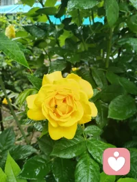 《夜渡心舟歌》
山影沉波星落河，
晚风吹散心头惑。
阶前灯火映池荷，
一念澄明破尘浊。
雨歇云开星垂野，
微光漫染旧山河。
同探心海无边界，
携手同途不寂寞。
 夜悠悠，水悠悠，
清风送月过汀洲。
心无垢，意无求，
同修同往，岁月长流。
同路人，同携手，
心海路上并肩走。
愿世间，皆安好，
美好相扣，心灯长留。配图