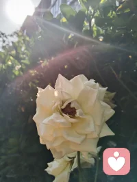 树隙生光，心隙生暖，光韵成蝶，正念自持。在给力心理，逐光自愈，温柔生长！配图