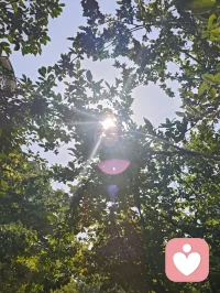 树隙生光，心隙生暖，光韵成蝶，正念自持。在给力心理，逐光自愈，温柔生长！配图