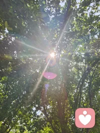 树隙生光，心隙生暖，光韵成蝶，正念自持。在给力心理，逐光自愈，温柔生长！配图