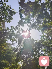 树隙生光，心隙生暖，光韵成蝶，正念自持。在给力心理，逐光自愈，温柔生长！配图