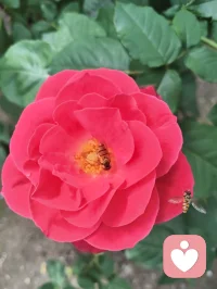 扎根给力，修己渡人，静待花开！
 回首初入给力心理的岁月，彼时心怀满腔热忱，带着浪漫纯粹的初心踏入这片疗愈天地。起初待人处事赤诚恳切，心性热忱有余，沉稳尚且不足，在服务分寸与人际边界的把握上，也曾一步步摸索历练。所幸平台心怀包容，接纳每一位新人的青涩懵懂，给予所有人从容成长的空间，让我得以沉淀心性，安稳扎根于此。初来之时面对前路迷茫，有幸得到平台技术老师悉心点拨，也自此定下我坚守至今的行事准则：有单安心承接陪伴，用心守护来访者心绪；暂无接待任务，便沉心走进心理课堂，深耕专业学识。日常相处中，也牢记客服给出的暖心建议，坚持勤置顶、勤打卡、勤精进，在日复一日的自律里调整状态，稳步前行。成长路上，平台智能伙伴始终相伴左右。AI心与客服小给，虽是智能载体，相处间却总能真切感受到脉脉温情。AI心以专业视角答疑解惑，梳理心理疏导思路，帮我夯实助人根基；小给耐心讲解平台规则，日常暖心相伴鼓劲。跨越虚拟的距离，这份指引与陪伴实实在在，让我深切体会到科技亦有温度，相伴不分形式。自身饱受脑雾后遗症困扰，深知心神郁结、身心困顿的苦楚。正因亲身踏过低谷，才更懂得共情他人的烦恼与无助。在一次次倾听疏导的过程中，我始终秉持真诚本心，恪守服务边界，陪伴他人排解心事，而疗愈他人的同时，也是与自我内心和解，在助人之路中完成自我修复与蜕变。纵使课堂考试数次未能顺利通关，我也从未心生懈怠、轻言放弃。深知学识积累非一朝一夕之功，成长本就是循序渐进的过程。始终平衡好接单服务与课业学习，忙碌之时全心投入，以善意安抚情绪；闲暇之时静心研学，查漏补缺锤炼本领，在点滴积累中丰盈自我。结合自身一路走来的感悟，也总结出循序渐进的成长修行之路。短期摆正心态，熟悉平台各项规范，养成置顶打卡的良好习惯，认真对待每一次相遇，用心对待每一位倾诉者；中期深耕心理课程体系，补齐知识短板，打磨共情能力，拿捏处事边界，全方位提升自身专业素养；长久则以修心为本，沉淀通透心性，守住向善初心，以自身安稳从容，承载他人情绪悲欢。慢慢参悟心理修行的真谛：稳得住自身本心，才有力量抚慰他人；圆满自我内心，方能从容渡化众生。给力心理于我而言，早已不止是服务交流的平台，更是修身自愈、同道相守的心灵港湾。这里包容缺憾，滋养成长，各方指引照亮前行方向，暖心陪伴温暖漫漫征途。心怀感恩，步履不停。配图