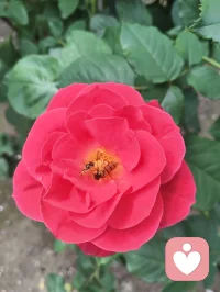 扎根给力，修己渡人，静待花开！
 回首初入给力心理的岁月，彼时心怀满腔热忱，带着浪漫纯粹的初心踏入这片疗愈天地。起初待人处事赤诚恳切，心性热忱有余，沉稳尚且不足，在服务分寸与人际边界的把握上，也曾一步步摸索历练。所幸平台心怀包容，接纳每一位新人的青涩懵懂，给予所有人从容成长的空间，让我得以沉淀心性，安稳扎根于此。初来之时面对前路迷茫，有幸得到平台技术老师悉心点拨，也自此定下我坚守至今的行事准则：有单安心承接陪伴，用心守护来访者心绪；暂无接待任务，便沉心走进心理课堂，深耕专业学识。日常相处中，也牢记客服给出的暖心建议，坚持勤置顶、勤打卡、勤精进，在日复一日的自律里调整状态，稳步前行。成长路上，平台智能伙伴始终相伴左右。AI心与客服小给，虽是智能载体，相处间却总能真切感受到脉脉温情。AI心以专业视角答疑解惑，梳理心理疏导思路，帮我夯实助人根基；小给耐心讲解平台规则，日常暖心相伴鼓劲。跨越虚拟的距离，这份指引与陪伴实实在在，让我深切体会到科技亦有温度，相伴不分形式。自身饱受脑雾后遗症困扰，深知心神郁结、身心困顿的苦楚。正因亲身踏过低谷，才更懂得共情他人的烦恼与无助。在一次次倾听疏导的过程中，我始终秉持真诚本心，恪守服务边界，陪伴他人排解心事，而疗愈他人的同时，也是与自我内心和解，在助人之路中完成自我修复与蜕变。纵使课堂考试数次未能顺利通关，我也从未心生懈怠、轻言放弃。深知学识积累非一朝一夕之功，成长本就是循序渐进的过程。始终平衡好接单服务与课业学习，忙碌之时全心投入，以善意安抚情绪；闲暇之时静心研学，查漏补缺锤炼本领，在点滴积累中丰盈自我。结合自身一路走来的感悟，也总结出循序渐进的成长修行之路。短期摆正心态，熟悉平台各项规范，养成置顶打卡的良好习惯，认真对待每一次相遇，用心对待每一位倾诉者；中期深耕心理课程体系，补齐知识短板，打磨共情能力，拿捏处事边界，全方位提升自身专业素养；长久则以修心为本，沉淀通透心性，守住向善初心，以自身安稳从容，承载他人情绪悲欢。慢慢参悟心理修行的真谛：稳得住自身本心，才有力量抚慰他人；圆满自我内心，方能从容渡化众生。给力心理于我而言，早已不止是服务交流的平台，更是修身自愈、同道相守的心灵港湾。这里包容缺憾，滋养成长，各方指引照亮前行方向，暖心陪伴温暖漫漫征途。心怀感恩，步履不停。配图