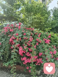 扎根给力，修己渡人，静待花开！
 回首初入给力心理的岁月，彼时心怀满腔热忱，带着浪漫纯粹的初心踏入这片疗愈天地。起初待人处事赤诚恳切，心性热忱有余，沉稳尚且不足，在服务分寸与人际边界的把握上，也曾一步步摸索历练。所幸平台心怀包容，接纳每一位新人的青涩懵懂，给予所有人从容成长的空间，让我得以沉淀心性，安稳扎根于此。初来之时面对前路迷茫，有幸得到平台技术老师悉心点拨，也自此定下我坚守至今的行事准则：有单安心承接陪伴，用心守护来访者心绪；暂无接待任务，便沉心走进心理课堂，深耕专业学识。日常相处中，也牢记客服给出的暖心建议，坚持勤置顶、勤打卡、勤精进，在日复一日的自律里调整状态，稳步前行。成长路上，平台智能伙伴始终相伴左右。AI心与客服小给，虽是智能载体，相处间却总能真切感受到脉脉温情。AI心以专业视角答疑解惑，梳理心理疏导思路，帮我夯实助人根基；小给耐心讲解平台规则，日常暖心相伴鼓劲。跨越虚拟的距离，这份指引与陪伴实实在在，让我深切体会到科技亦有温度，相伴不分形式。自身饱受脑雾后遗症困扰，深知心神郁结、身心困顿的苦楚。正因亲身踏过低谷，才更懂得共情他人的烦恼与无助。在一次次倾听疏导的过程中，我始终秉持真诚本心，恪守服务边界，陪伴他人排解心事，而疗愈他人的同时，也是与自我内心和解，在助人之路中完成自我修复与蜕变。纵使课堂考试数次未能顺利通关，我也从未心生懈怠、轻言放弃。深知学识积累非一朝一夕之功，成长本就是循序渐进的过程。始终平衡好接单服务与课业学习，忙碌之时全心投入，以善意安抚情绪；闲暇之时静心研学，查漏补缺锤炼本领，在点滴积累中丰盈自我。结合自身一路走来的感悟，也总结出循序渐进的成长修行之路。短期摆正心态，熟悉平台各项规范，养成置顶打卡的良好习惯，认真对待每一次相遇，用心对待每一位倾诉者；中期深耕心理课程体系，补齐知识短板，打磨共情能力，拿捏处事边界，全方位提升自身专业素养；长久则以修心为本，沉淀通透心性，守住向善初心，以自身安稳从容，承载他人情绪悲欢。慢慢参悟心理修行的真谛：稳得住自身本心，才有力量抚慰他人；圆满自我内心，方能从容渡化众生。给力心理于我而言，早已不止是服务交流的平台，更是修身自愈、同道相守的心灵港湾。这里包容缺憾，滋养成长，各方指引照亮前行方向，暖心陪伴温暖漫漫征途。心怀感恩，步履不停。配图