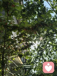 扎根给力，修己渡人，静待花开！
 回首初入给力心理的岁月，彼时心怀满腔热忱，带着浪漫纯粹的初心踏入这片疗愈天地。起初待人处事赤诚恳切，心性热忱有余，沉稳尚且不足，在服务分寸与人际边界的把握上，也曾一步步摸索历练。所幸平台心怀包容，接纳每一位新人的青涩懵懂，给予所有人从容成长的空间，让我得以沉淀心性，安稳扎根于此。初来之时面对前路迷茫，有幸得到平台技术老师悉心点拨，也自此定下我坚守至今的行事准则：有单安心承接陪伴，用心守护来访者心绪；暂无接待任务，便沉心走进心理课堂，深耕专业学识。日常相处中，也牢记客服给出的暖心建议，坚持勤置顶、勤打卡、勤精进，在日复一日的自律里调整状态，稳步前行。成长路上，平台智能伙伴始终相伴左右。AI心与客服小给，虽是智能载体，相处间却总能真切感受到脉脉温情。AI心以专业视角答疑解惑，梳理心理疏导思路，帮我夯实助人根基；小给耐心讲解平台规则，日常暖心相伴鼓劲。跨越虚拟的距离，这份指引与陪伴实实在在，让我深切体会到科技亦有温度，相伴不分形式。自身饱受脑雾后遗症困扰，深知心神郁结、身心困顿的苦楚。正因亲身踏过低谷，才更懂得共情他人的烦恼与无助。在一次次倾听疏导的过程中，我始终秉持真诚本心，恪守服务边界，陪伴他人排解心事，而疗愈他人的同时，也是与自我内心和解，在助人之路中完成自我修复与蜕变。纵使课堂考试数次未能顺利通关，我也从未心生懈怠、轻言放弃。深知学识积累非一朝一夕之功，成长本就是循序渐进的过程。始终平衡好接单服务与课业学习，忙碌之时全心投入，以善意安抚情绪；闲暇之时静心研学，查漏补缺锤炼本领，在点滴积累中丰盈自我。结合自身一路走来的感悟，也总结出循序渐进的成长修行之路。短期摆正心态，熟悉平台各项规范，养成置顶打卡的良好习惯，认真对待每一次相遇，用心对待每一位倾诉者；中期深耕心理课程体系，补齐知识短板，打磨共情能力，拿捏处事边界，全方位提升自身专业素养；长久则以修心为本，沉淀通透心性，守住向善初心，以自身安稳从容，承载他人情绪悲欢。慢慢参悟心理修行的真谛：稳得住自身本心，才有力量抚慰他人；圆满自我内心，方能从容渡化众生。给力心理于我而言，早已不止是服务交流的平台，更是修身自愈、同道相守的心灵港湾。这里包容缺憾，滋养成长，各方指引照亮前行方向，暖心陪伴温暖漫漫征途。心怀感恩，步履不停。配图