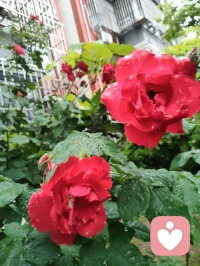 津门细雨论悟《华严经》，年少熟诵经文字句，历经岁月病痛沉淀，终懂富贵不在浮华权势。领袖睡袍补丁藏伟岸风骨，清贫肉身坐拥万古精神富足。融华严慈悲本心与宇凡六道，以天下为公立心，以济世渡人为愿，共赴人间大同。配图