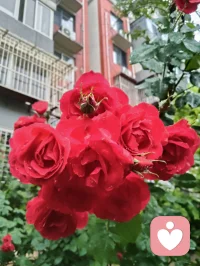晨练归来，早餐一碗家常玉米面条，土豆丝与胡萝卜丝裹着鲜醇卤汁，芹菜添爽，姜片暖身，蒜瓣添香。古人云“男子不可百日无姜”，姜能温阳壮魄，蒜可辟浊清神，这一碗寻常烟火，便是最实在的修行滋养。于人间烟火里，守一份随性自在，于一粥一饭中，悟一份温暖慈悲。愿世间所有美好，都如期而至，也愿你我在寻常日子里，都能被温柔以待，心怀暖意，奔赴每一场美好！配图