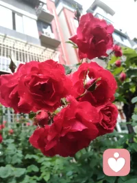 晨练归来，早餐一碗家常玉米面条，土豆丝与胡萝卜丝裹着鲜醇卤汁，芹菜添爽，姜片暖身，蒜瓣添香。古人云“男子不可百日无姜”，姜能温阳壮魄，蒜可辟浊清神，这一碗寻常烟火，便是最实在的修行滋养。于人间烟火里，守一份随性自在，于一粥一饭中，悟一份温暖慈悲。愿世间所有美好，都如期而至，也愿你我在寻常日子里，都能被温柔以待，心怀暖意，奔赴每一场美好！配图