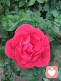 晨练归来，早餐一碗家常玉米面条，土豆丝与胡萝卜丝裹着鲜醇卤汁，芹菜添爽，姜片暖身，蒜瓣添香。古人云“男子不可百日无姜”，姜能温阳壮魄，蒜可辟浊清神，这一碗寻常烟火，便是最实在的修行滋养。于人间烟火里，守一份随性自在，于一粥一饭中，悟一份温暖慈悲。愿世间所有美好，都如期而至，也愿你我在寻常日子里，都能被温柔以待，心怀暖意，奔赴每一场美好！配图