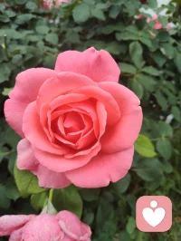晨练归来，早餐一碗家常玉米面条，土豆丝与胡萝卜丝裹着鲜醇卤汁，芹菜添爽，姜片暖身，蒜瓣添香。古人云“男子不可百日无姜”，姜能温阳壮魄，蒜可辟浊清神，这一碗寻常烟火，便是最实在的修行滋养。于人间烟火里，守一份随性自在，于一粥一饭中，悟一份温暖慈悲。愿世间所有美好，都如期而至，也愿你我在寻常日子里，都能被温柔以待，心怀暖意，奔赴每一场美好！配图