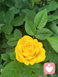 晨练归来，早餐一碗家常玉米面条，土豆丝与胡萝卜丝裹着鲜醇卤汁，芹菜添爽，姜片暖身，蒜瓣添香。古人云“男子不可百日无姜”，姜能温阳壮魄，蒜可辟浊清神，这一碗寻常烟火，便是最实在的修行滋养。于人间烟火里，守一份随性自在，于一粥一饭中，悟一份温暖慈悲。愿世间所有美好，都如期而至，也愿你我在寻常日子里，都能被温柔以待，心怀暖意，奔赴每一场美好！配图