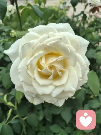 晨练归来，早餐一碗家常玉米面条，土豆丝与胡萝卜丝裹着鲜醇卤汁，芹菜添爽，姜片暖身，蒜瓣添香。古人云“男子不可百日无姜”，姜能温阳壮魄，蒜可辟浊清神，这一碗寻常烟火，便是最实在的修行滋养。于人间烟火里，守一份随性自在，于一粥一饭中，悟一份温暖慈悲。愿世间所有美好，都如期而至，也愿你我在寻常日子里，都能被温柔以待，心怀暖意，奔赴每一场美好！配图