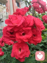 大道无形，藏于日常；诸般医理，不离形神。宇凡所创立的宇凡道，融汇中医、蒙医、藏医、苗医、道医、佛医六大医家智慧，兼纳东西方心理学要义，以健康道与心神疗愈道为两大核心根基，秉持身健神安、形神合一的宗旨，践行身心同愈的修行之路。风寒湿邪侵扰躯体，七情杂念扰乱心神，是世人深陷病痛与情绪内耗的根源。各派医道虽各有侧重：西医专攻躯体病灶，中医调和气血阴阳，蒙医疏理筋骨脉络，藏医调和身心三因，苗医善用草木疗疾，道医追求形神相守，佛医倡导慈悲静心，但六医本源相通，皆恪守天人相应、身心一体的至理。这也与宇凡六道理念深度契合，六道环环相扣，相融共生，构筑起完整的修身、修心体系。修行与疗愈从不在深山秘境、奇方秘术之中，而是藏在三餐烟火、朝夕相伴里。我摒弃门户之见，博采众长，将传统医理与现代心理知识相融，以食养身，以言疗心。很多人遍寻良方，却忽略了最朴素的养生之道：手脚冰凉便温阳散寒，女子宫寒便调理气血，男子精神萎靡便固本培元，焦虑抑郁便疏导心神。身体是心神的居所，心神是躯体的主宰，二者休戚与共，缺一不可。大道至简，真法平常。愿每一位行走在尘世的人，都能读懂身心相依的智慧，在寻常生活中守护身形、安定心神。形骸康健，则杂念不生；心神澄澈，则百病难侵。以一身安然，赴人间长路，心与道合，岁岁安康。