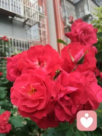 大道无形，藏于日常；诸般医理，不离形神。宇凡所创立的宇凡道，融汇中医、蒙医、藏医、苗医、道医、佛医六大医家智慧，兼纳东西方心理学要义，以健康道与心神疗愈道为两大核心根基，秉持身健神安、形神合一的宗旨，践行身心同愈的修行之路。风寒湿邪侵扰躯体，七情杂念扰乱心神，是世人深陷病痛与情绪内耗的根源。各派医道虽各有侧重：西医专攻躯体病灶，中医调和气血阴阳，蒙医疏理筋骨脉络，藏医调和身心三因，苗医善用草木疗疾，道医追求形神相守，佛医倡导慈悲静心，但六医本源相通，皆恪守天人相应、身心一体的至理。这也与宇凡六道理念深度契合，六道环环相扣，相融共生，构筑起完整的修身、修心体系。修行与疗愈从不在深山秘境、奇方秘术之中，而是藏在三餐烟火、朝夕相伴里。我摒弃门户之见，博采众长，将传统医理与现代心理知识相融，以食养身，以言疗心。很多人遍寻良方，却忽略了最朴素的养生之道：手脚冰凉便温阳散寒，女子宫寒便调理气血，男子精神萎靡便固本培元，焦虑抑郁便疏导心神。身体是心神的居所，心神是躯体的主宰，二者休戚与共，缺一不可。大道至简，真法平常。愿每一位行走在尘世的人，都能读懂身心相依的智慧，在寻常生活中守护身形、安定心神。形骸康健，则杂念不生；心神澄澈，则百病难侵。以一身安然，赴人间长路，心与道合，岁岁安康。